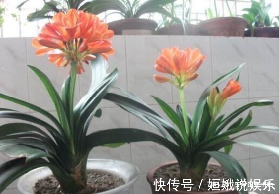 日子|“2种花”养1盆,日子越过越“红火”,还能“杀菌”促睡眠,值