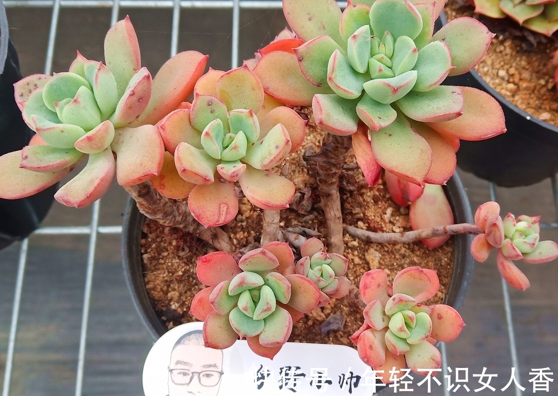 多肉“浸盆式”浇水的利与弊,你知道吗?赶紧来看一下吧