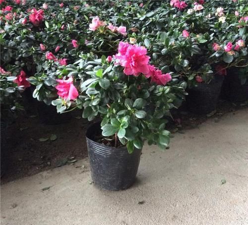  杜鹃花|最简单的管理，让你的杜鹃花开完花之后不用扔了