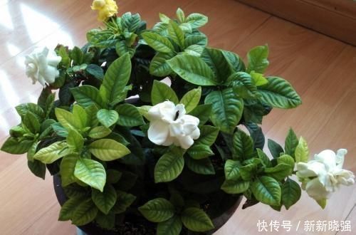 大爷|大爷种栀子花,从不施肥,一些“垃圾”全扔盆里,最后花开十几朵