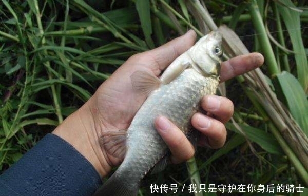 饵料|发现无人野塘，用了这个饵料，意外钓获十七斤大鲫鱼