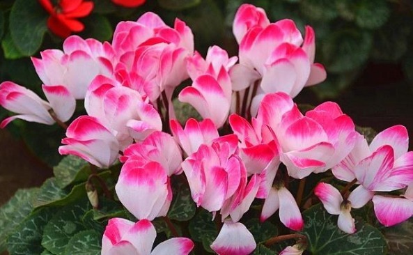 喜欢菊花，不如养盆“盆花之王”仙客来，花繁叶茂，色彩鲜艳