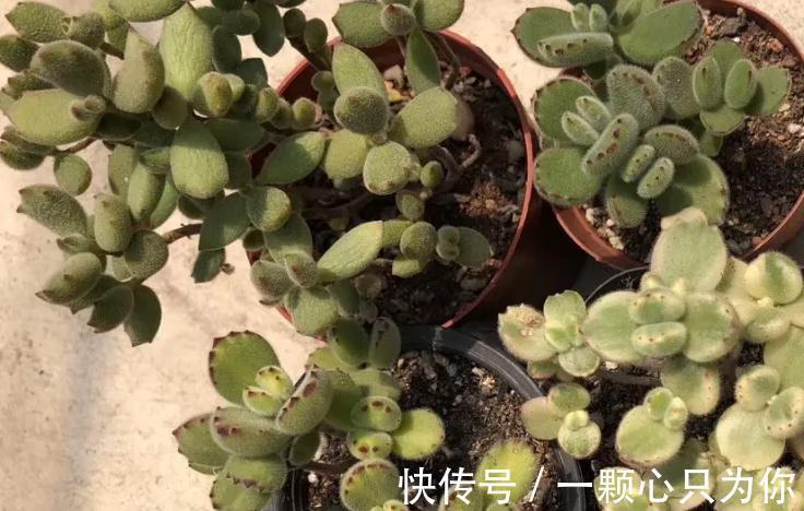 盘点10种容易度夏多肉,随便养,随便选,总有几款适合你