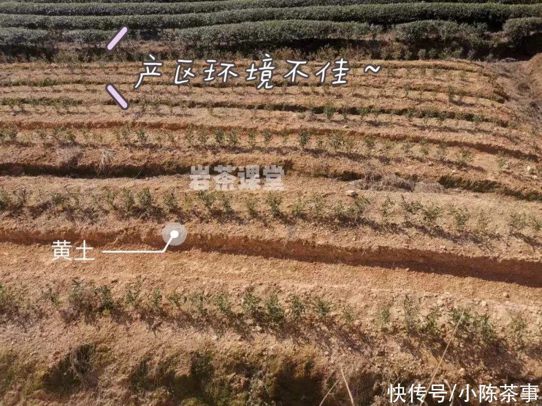 刺激、收敛性强，茶掌柜为劣质岩茶找的借口，真是“煞费苦心”