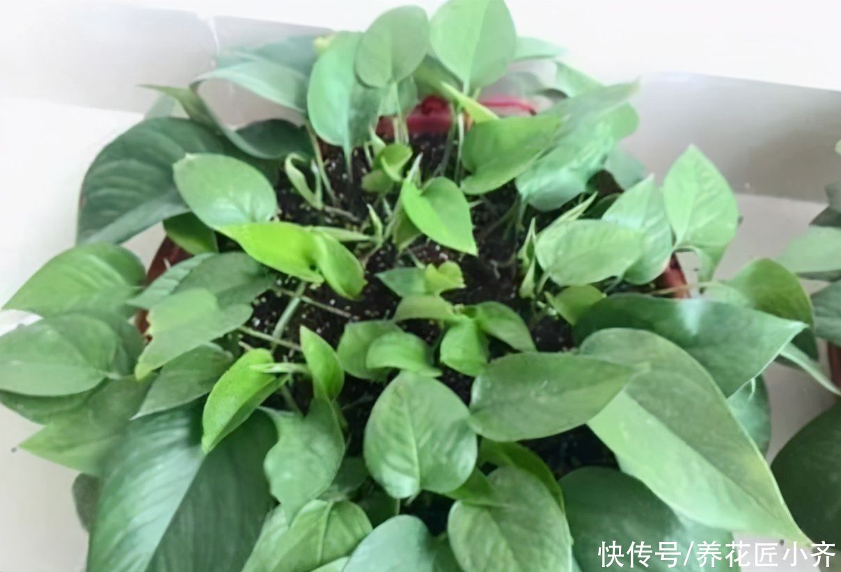 想学植物扦插？告诉你“三要素”，无论扦插什么，都能保证成活率