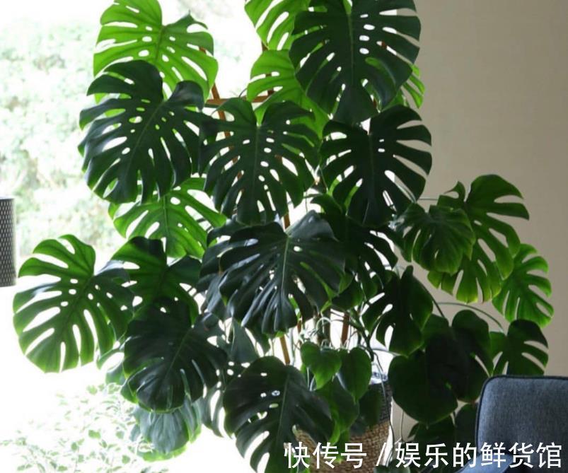 龟背|龟背竹室内盆栽养不好？掌握住这3个技巧，叶子长得比脸盆大