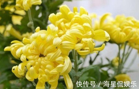 视力|菊花和此物一起泡,每天一杯,排毒健身,视力好,肝越来越健康