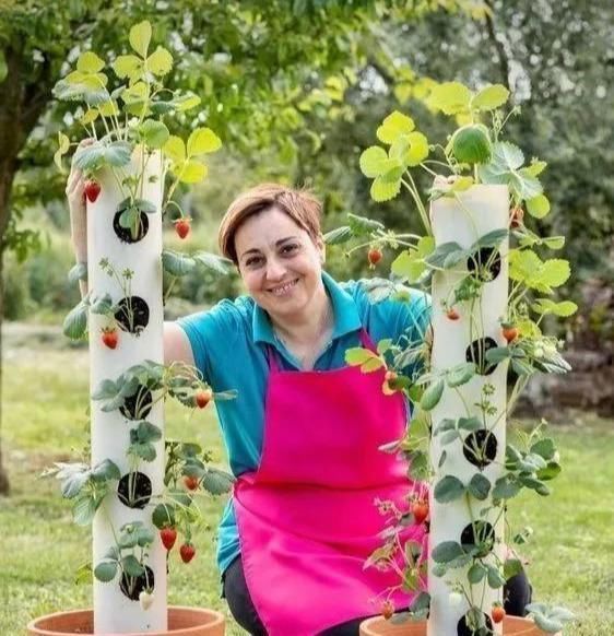 植物|没地种花种菜,没时间浇水几个塑料瓶就能解决,DIY变废为宝