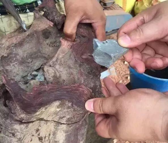 空心|十五万买了根海黄根瘤料, 切开发现里面塞了一块水泥,概不退换