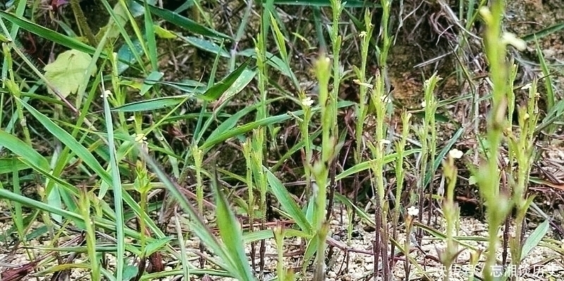 杂草|麦田一野草晒干2千元一斤，人称“草中黄金”，真有这么好