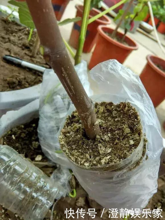 枝条|1个塑料瓶套在无花果枝条上,10天就生根,当年就结50多颗果