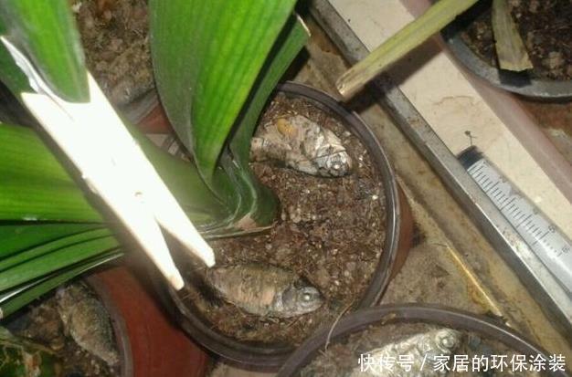 养君子兰,把这几样东西丢盆里,花朵、新芽不停冒,叶子油亮亮