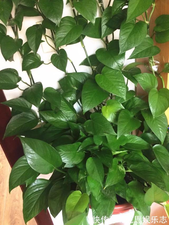 绿萝|怎样给绿萝换盆记住1个“小步骤”,新叶蹭蹭长,绿油油爬上墙