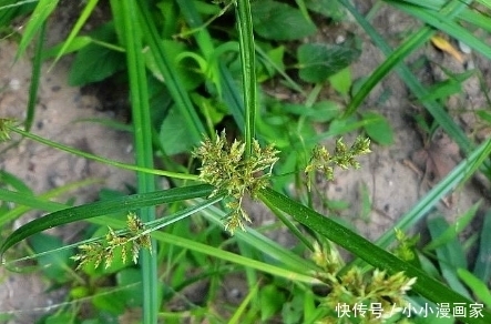 野菜|小时候吃腻的野菜，食疗功效这么高，去火补肝肾，还调经止痛！