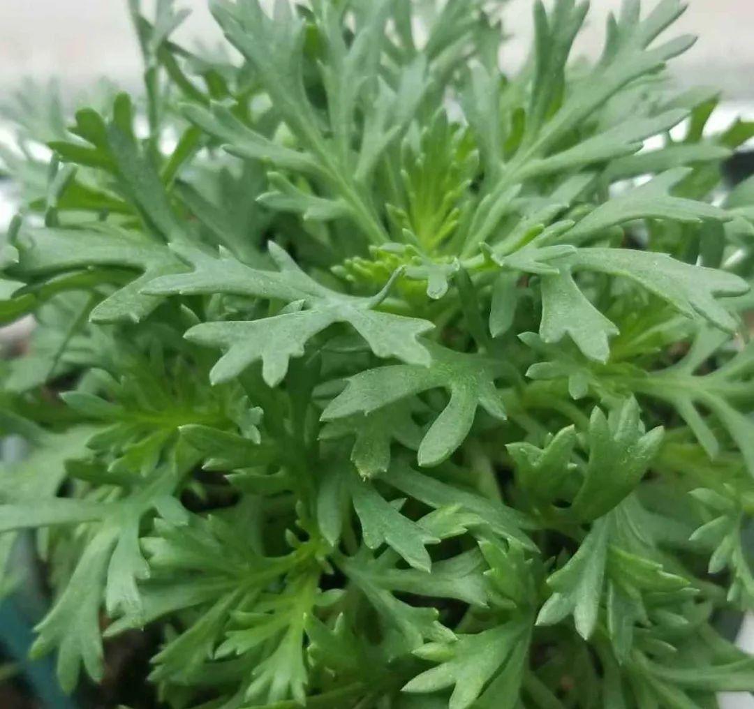 种花|8种花赶紧剃头,剃得越狠,开花越多