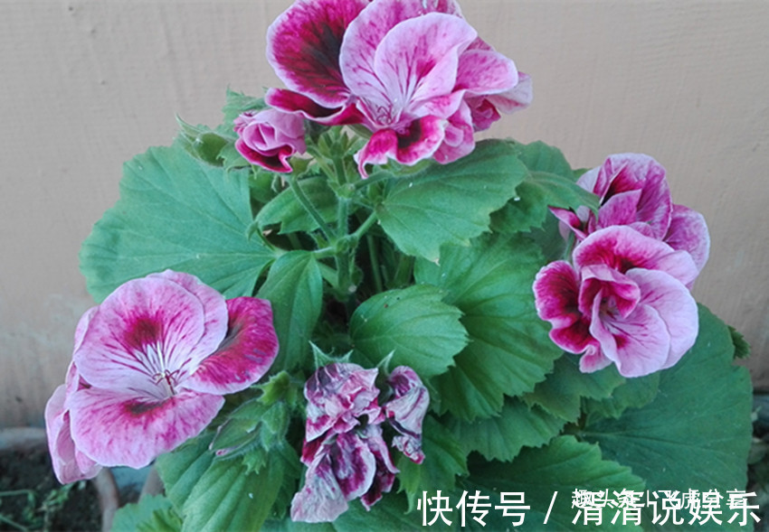 病弱|养花应注意，三种水不能浇，三种肥不能施，不然就会出问题