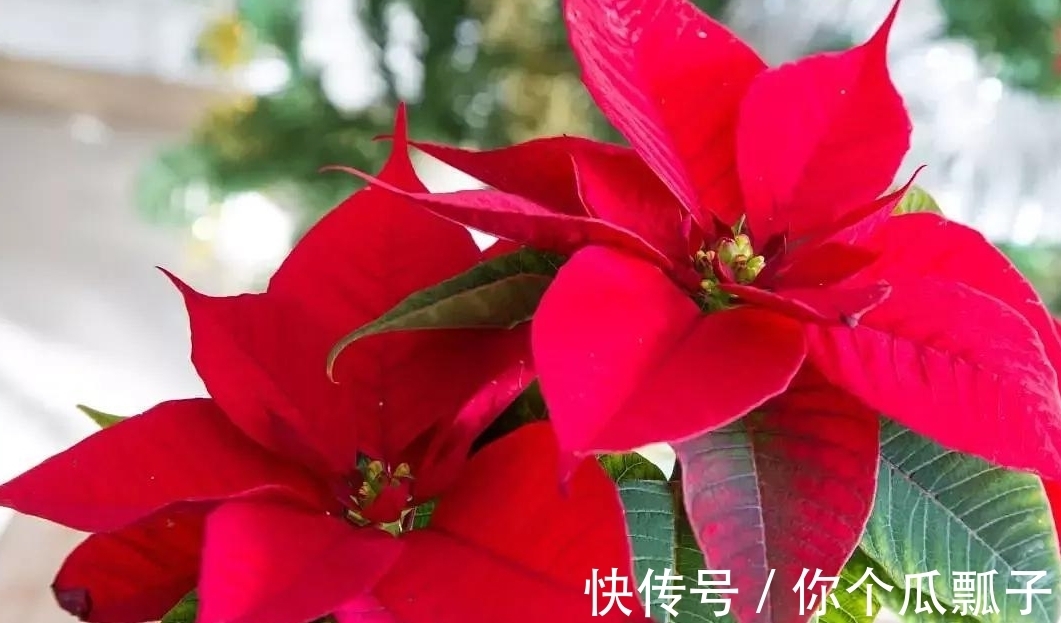 养花|家里养花要远离几种,虽然漂亮但是有毒,不能随意触碰