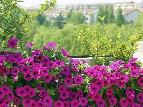 厨房有3种“垃圾”，养花能让植物蹭蹭长、远离黄叶