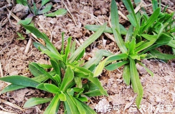 麦地|麦地里的”野菜“，城里人当杂草，殊不知功效丰富价值珍贵