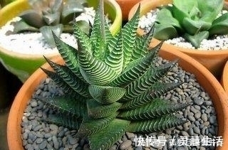 散射处|夏天来了，这些多肉要小心了，不然就死翘翘了！