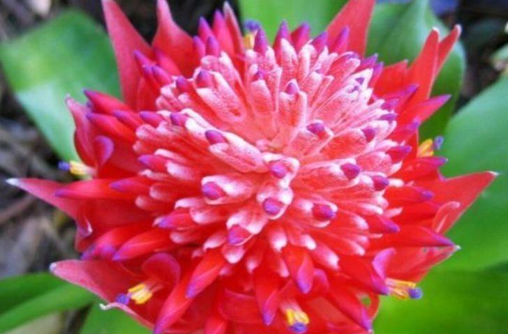 花姿|从7月8日开始，家养此款花卉，花姿妖娆，花朵清新优雅