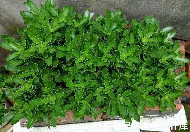 枝条|6种“漂亮花”,长了就狠剪,舍不得剪害处大,耽误一年开花量