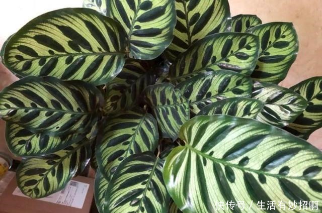 10种花,春天不能晒,躲屋里最安全!10种花,春天不能晒,躲屋里最安全!