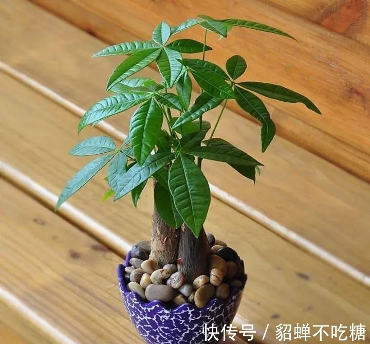 秋冬发财树怎么养?知道这4点就够了,保证枝繁叶茂