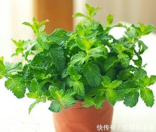 漂亮|6种漂亮花,夏天快扦插,越热越生根,30天就开花,适合急性子养