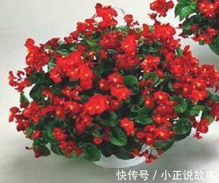 花瓣|丽格海棠与玻璃海棠的区别
