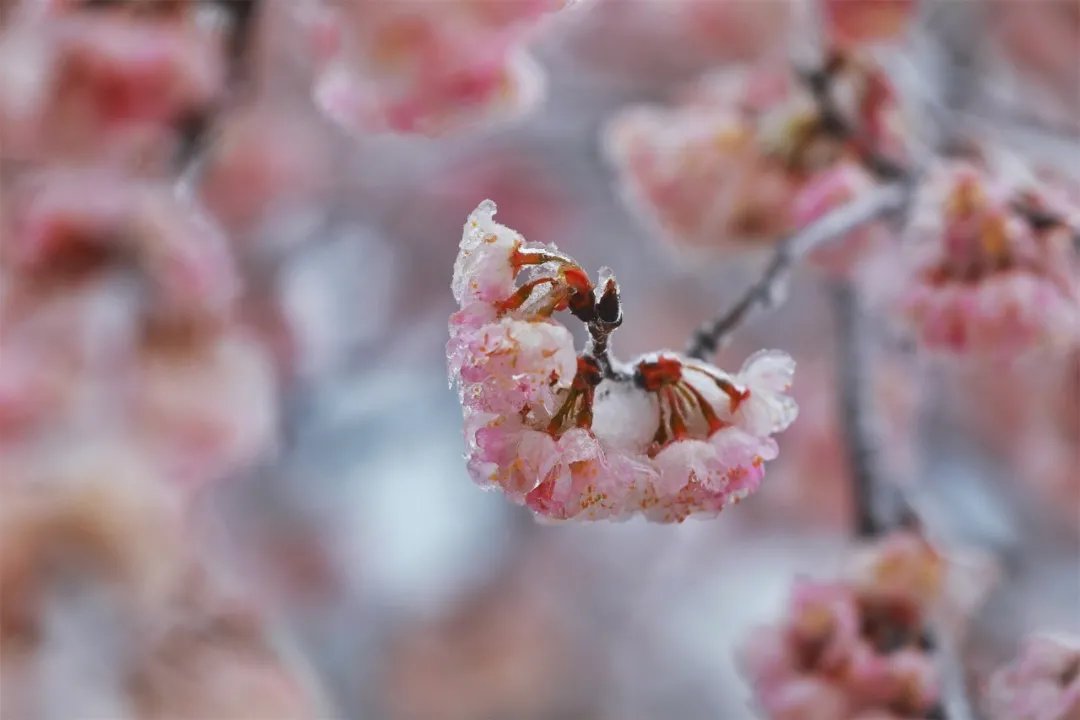 《你好，李焕英》鸡公山景区3月1日至3月8日对所有女神免门票啦！