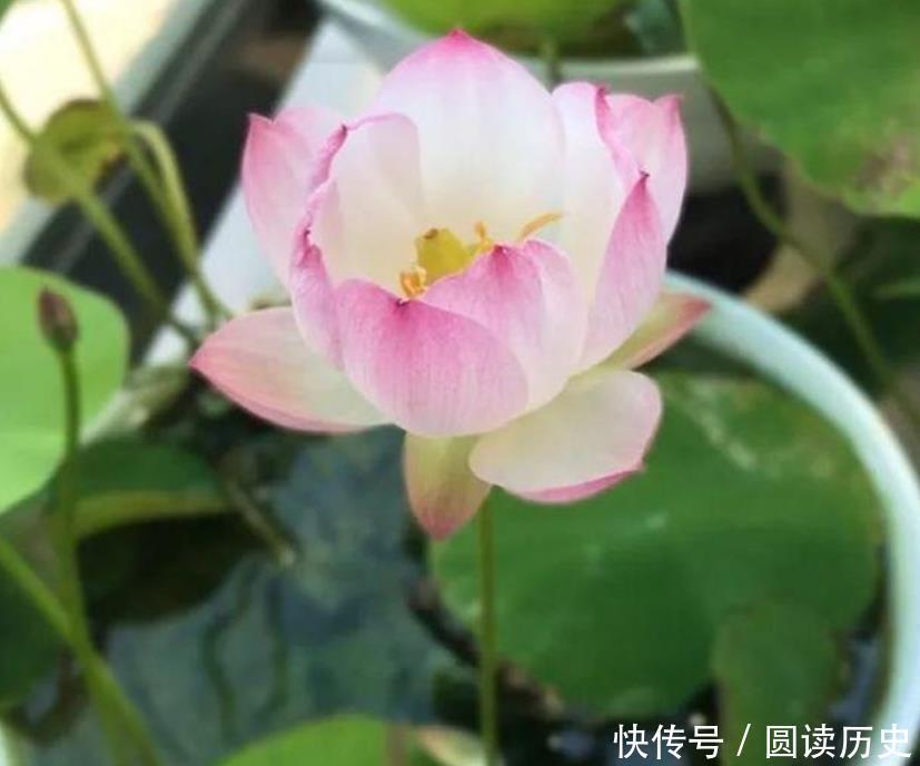家养4种旺运花,吉祥又喜庆,比牡丹还美,年年开花美翻