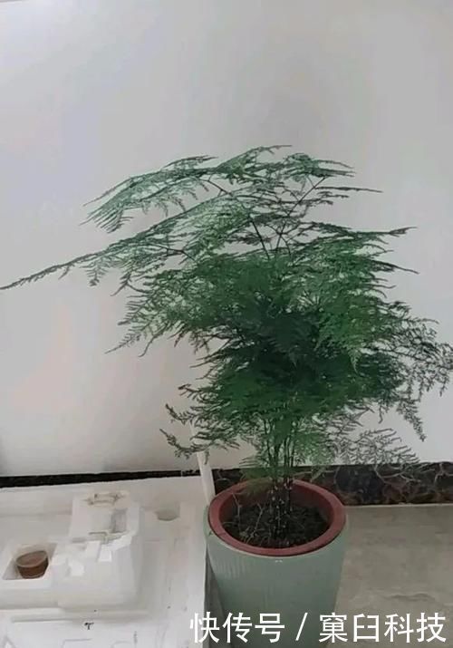 浇水|不会养文竹就用这两个笨办法,养的叶子绿油油