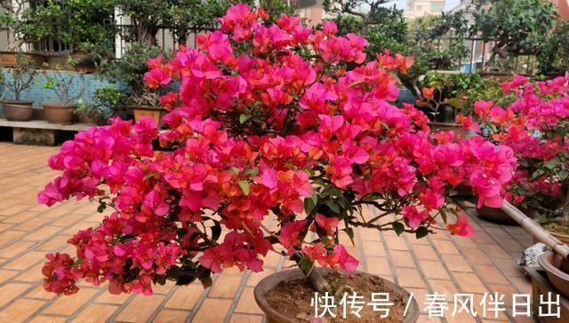 开花|这四种花是“旱鸭子”,叶片干焦也别急着浇水,旱养才能顺利开花