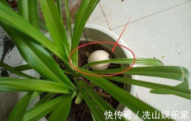 生活垃圾做养花肥，再好不过，月季花用了就猛长！