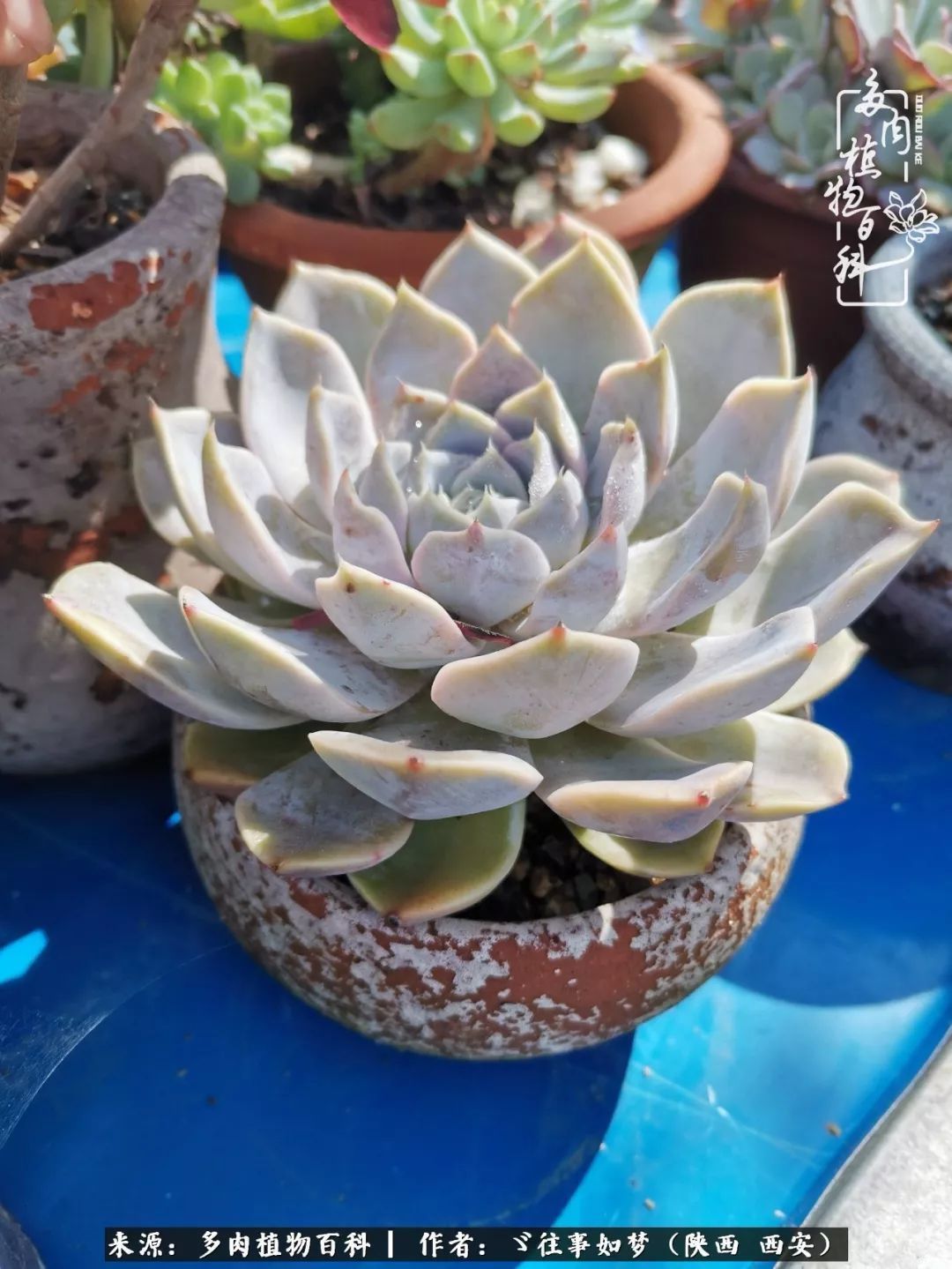 愿你付出甘之如饴,愿你所得归于欢喜!