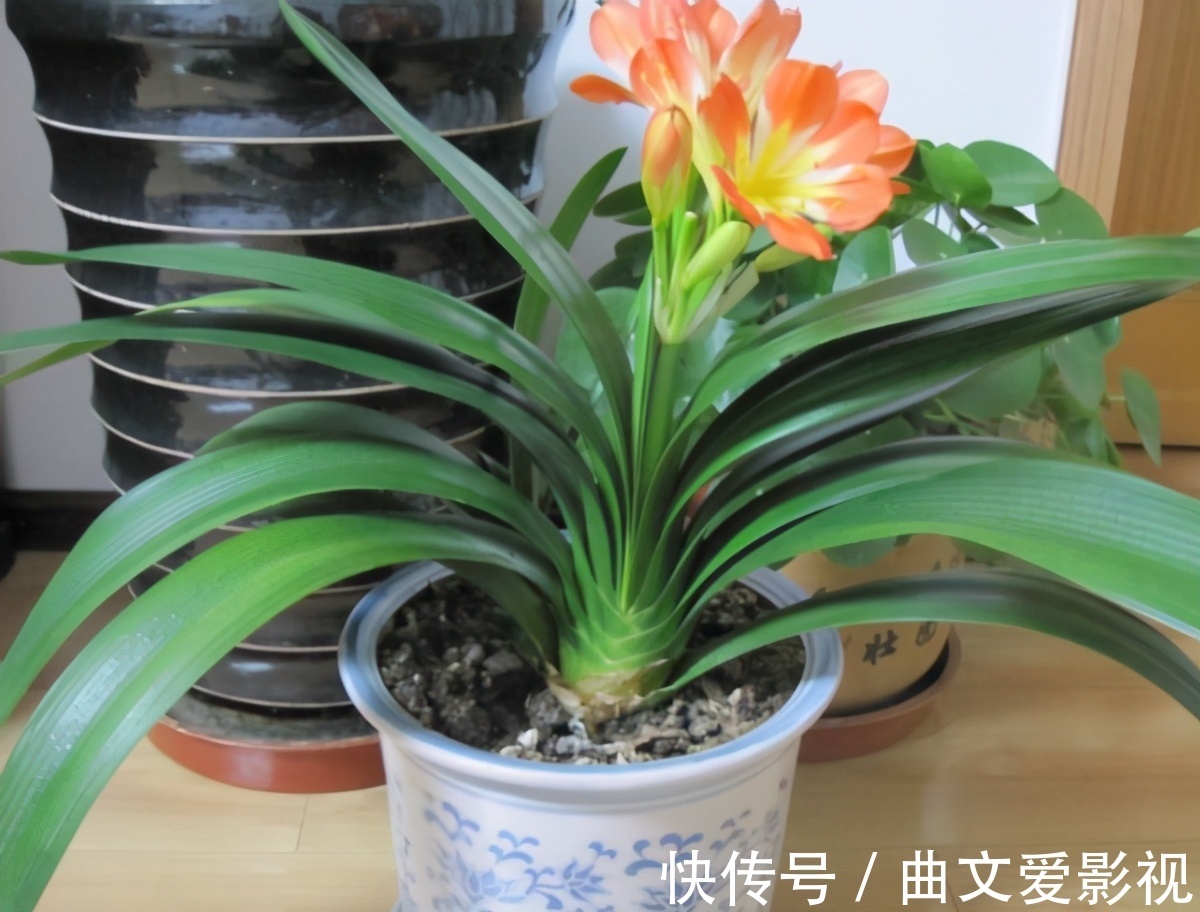 养君子兰|别郁闷,君子兰盆栽不开花了,满足4个条件,花开得停不下来