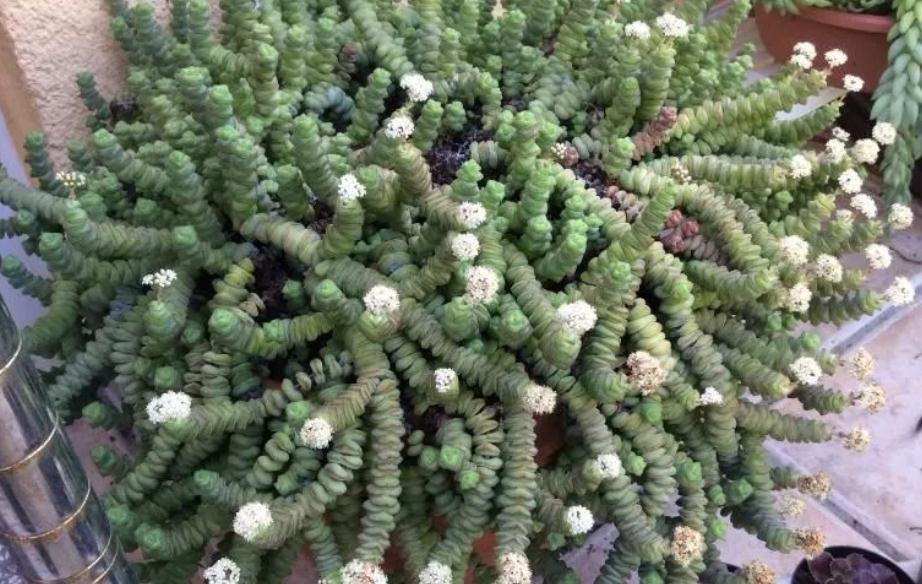 入冬前养多肉,弄懂4个问题,茎叶肥嘟嘟惹人爱