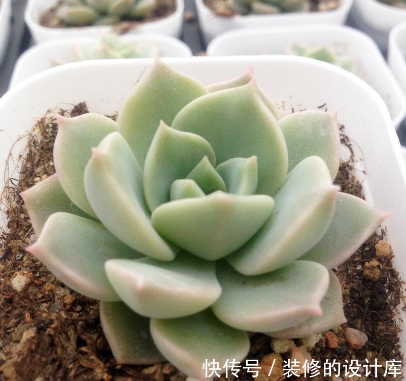 多肉|养花试试这几款,红色的叶尖点缀着叶片,非常优美