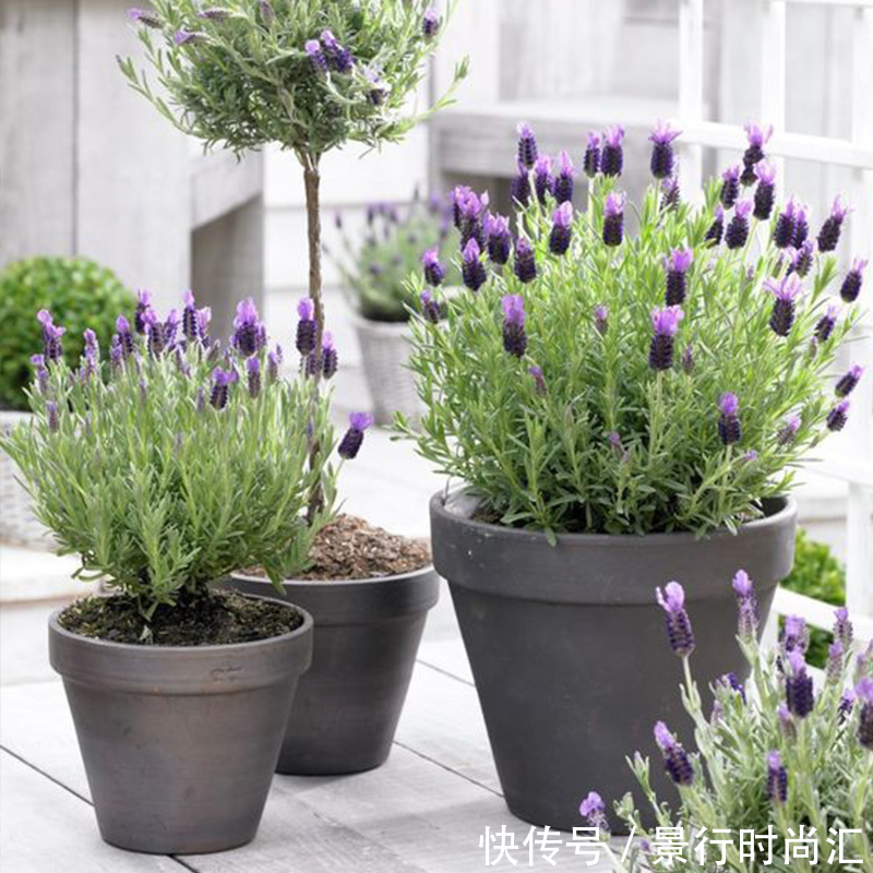 卧室养花,就养几种“健康”花,空气清新促睡眠,一觉睡到大天亮