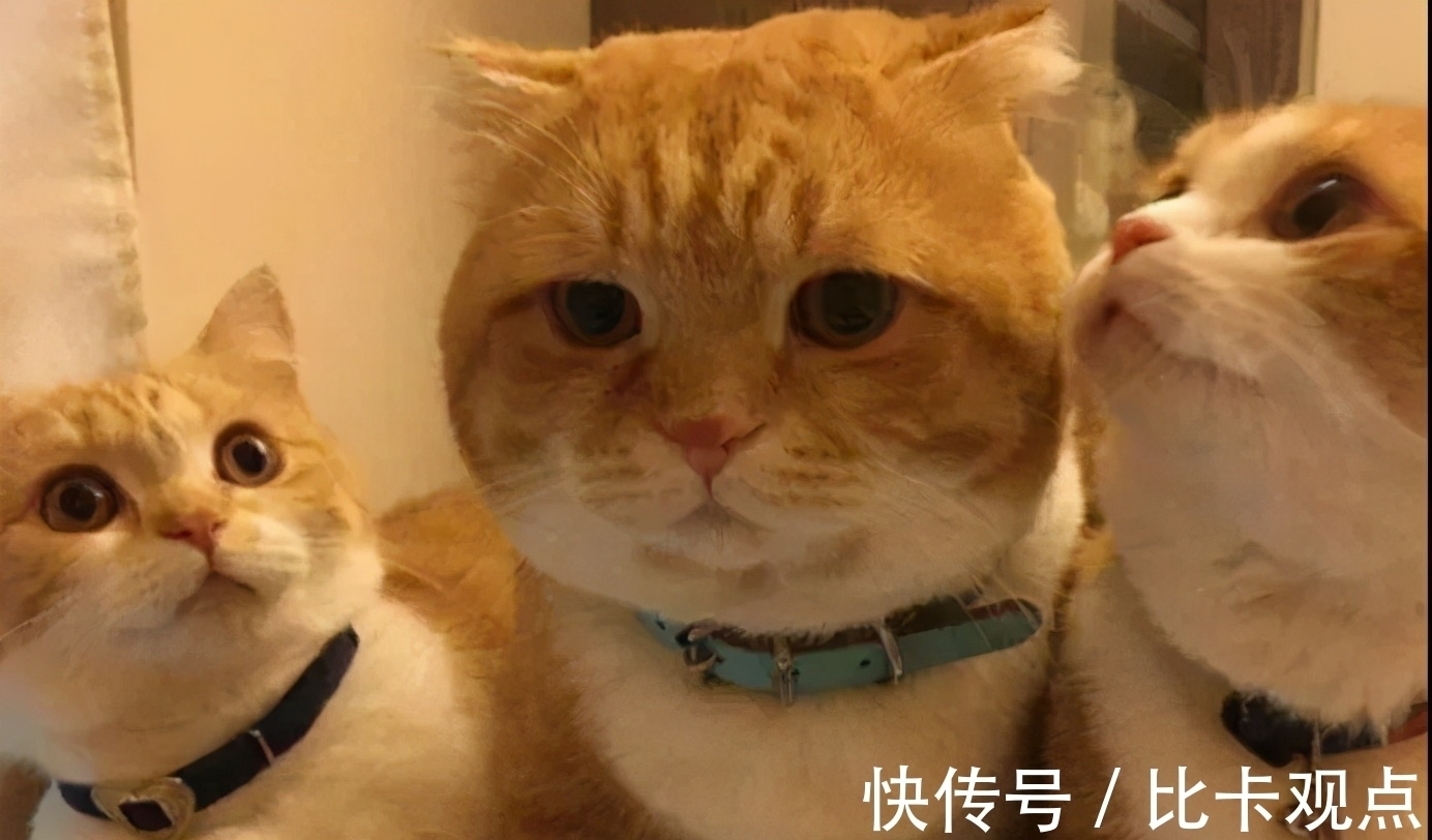 |自由让狗狗面目全非?柴犬别名日本哈士奇!搞笑它是认真的?