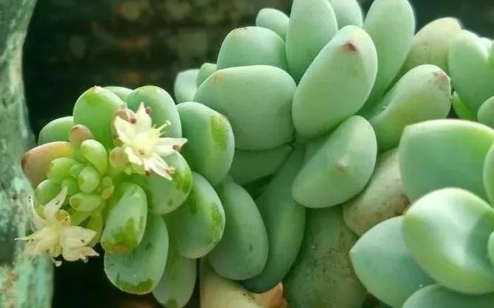 6条实用小经验,让你的肉肉安然度夏