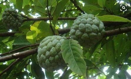 女性|女性养生，要坚持吃3种食物，淡化皱纹，延缓衰老，好处多多