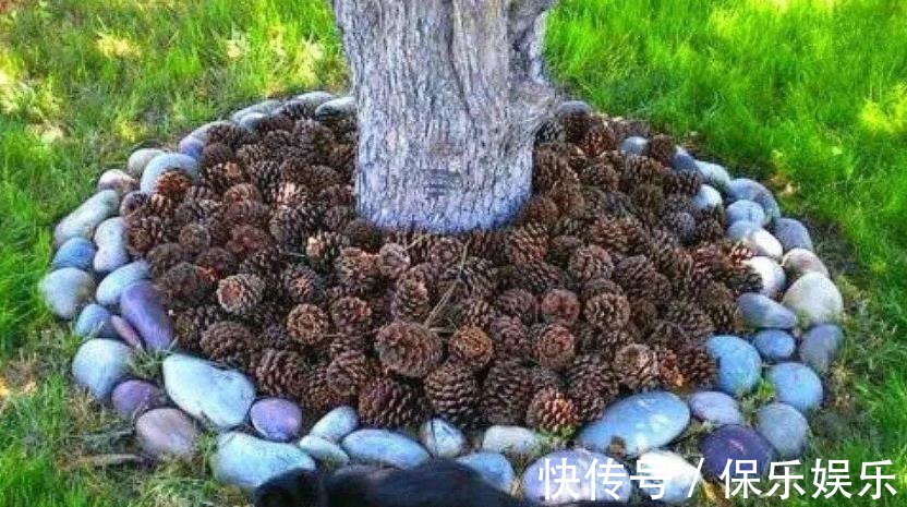 花肥|松树有2宝,松果壳、松针,带回家养花,效果比花肥强