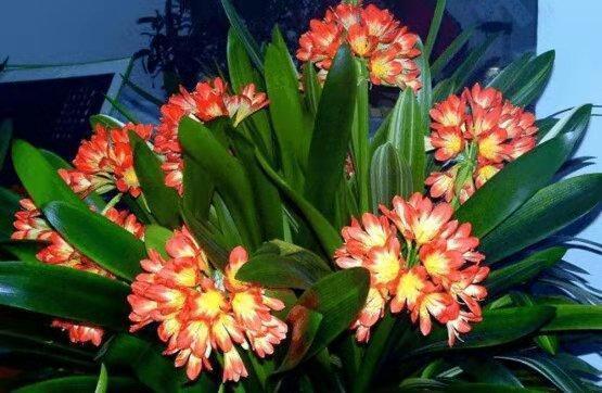 君子兰被誉为“花中君子”,品相高贵叶片油绿,4个妙招教你养好