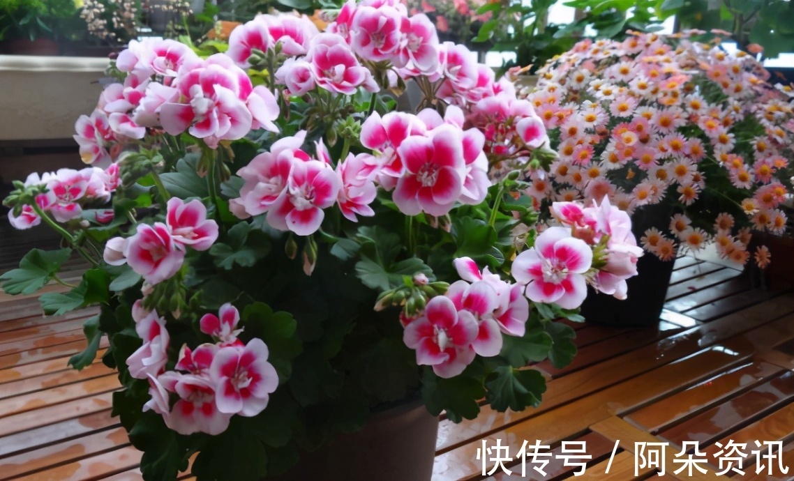 阳台养花无需选“贵的”,入手此3样,一样漂亮、彰显品味