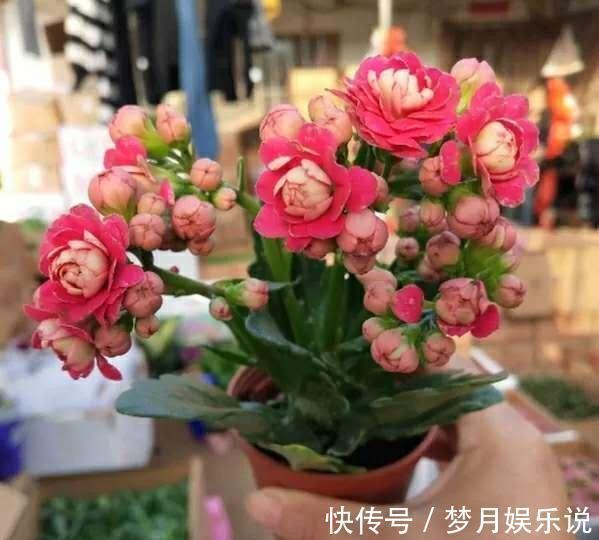 钾肥|什么羊粪、淘米水都不如“1勺粉末”,浇水加一点,25天吐花苞