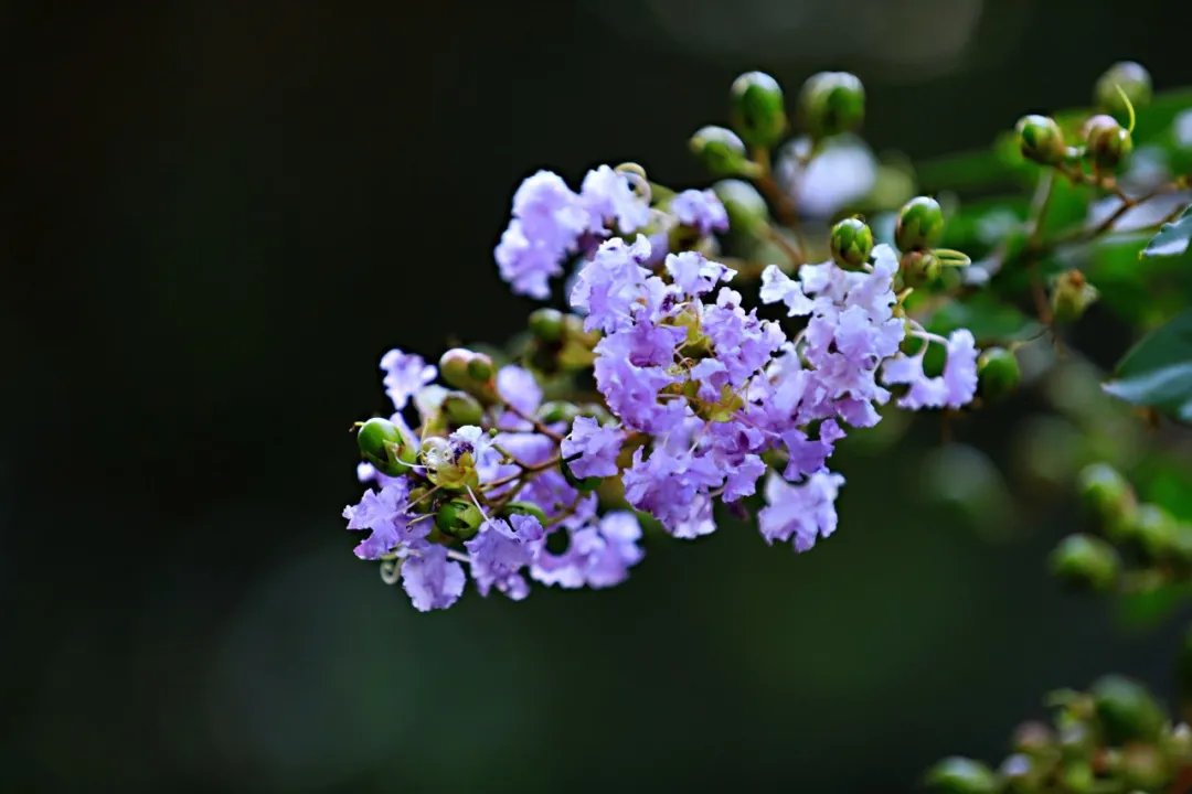 既相逢，莫相忘|诗词 | 韦应物