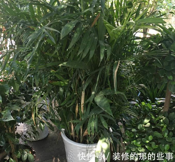 不怕冷的10种花,冬天没暖气,也能安全过冬