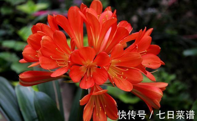 养君子兰不懂“浇水”,等于养不会养,浇前“摸摸土”,才更靠谱